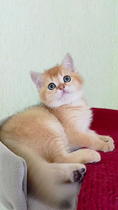 Гарненький хлопчик золота шиншила