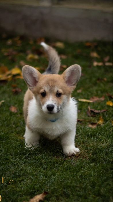 Welsh Corgi Pembroke FCI !!! Wzorowe !!! Świetne geny !!!