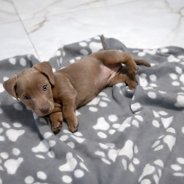 Teckel isabella miniatura