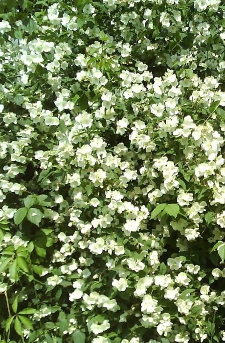 ФорзицияЖасминСирень