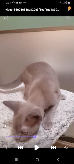 Бурманские котята ( бурма)