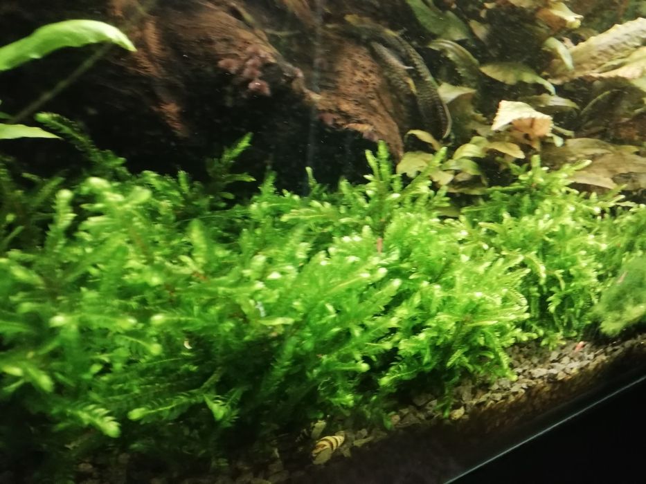 Mech Willow gigantea