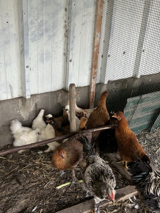 Galos e galinhas frisados e normais