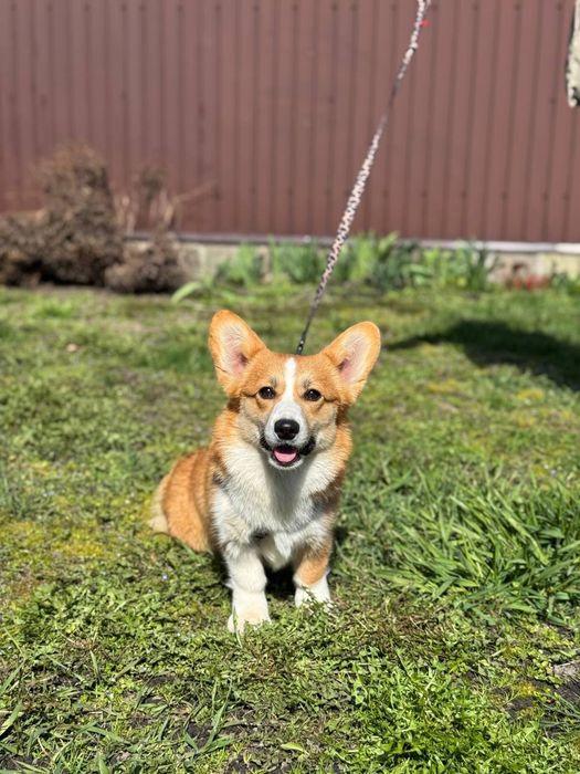 Дівчинка коргі пемброк