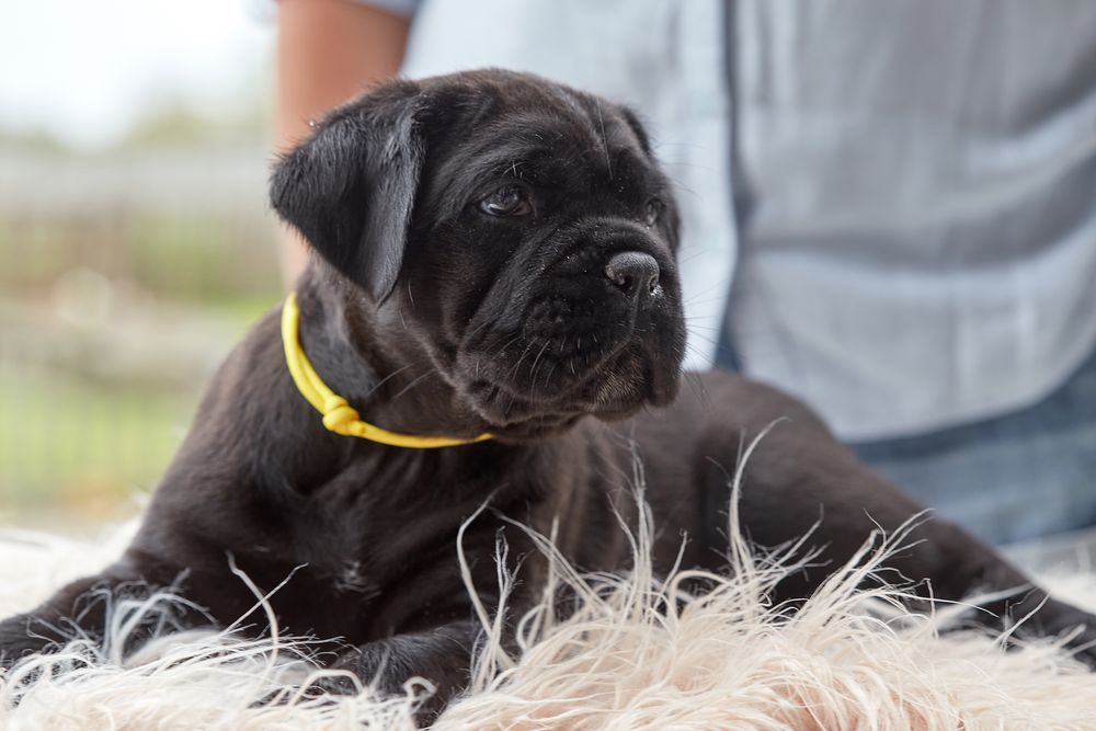 Цуценята кане корсо КСУ