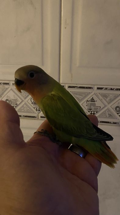 Agapornis domesticado- Femea