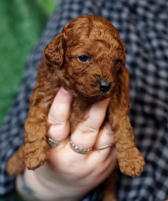 Справжні той пуделя доросла та цуценя .ціни різні