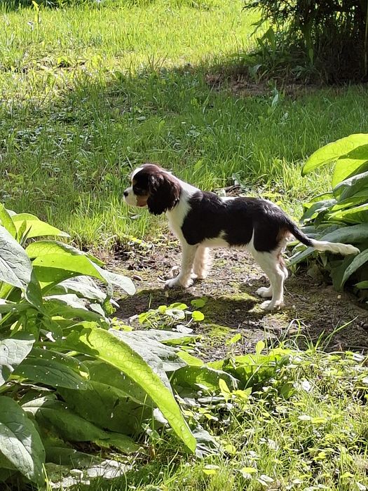 Cavalier King Charles Spaniel piesek piękny