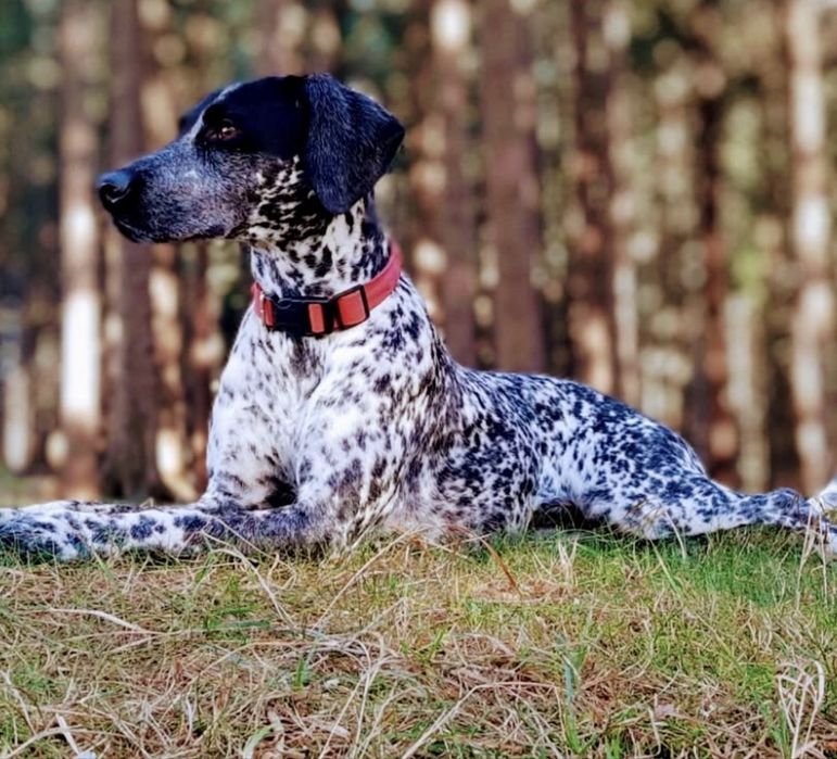 Dalmatyńczyk 4lata suczka z wyprawką