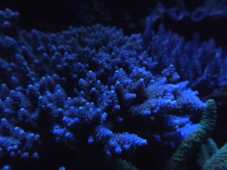 Acropora (SPS)z własnej hodowli