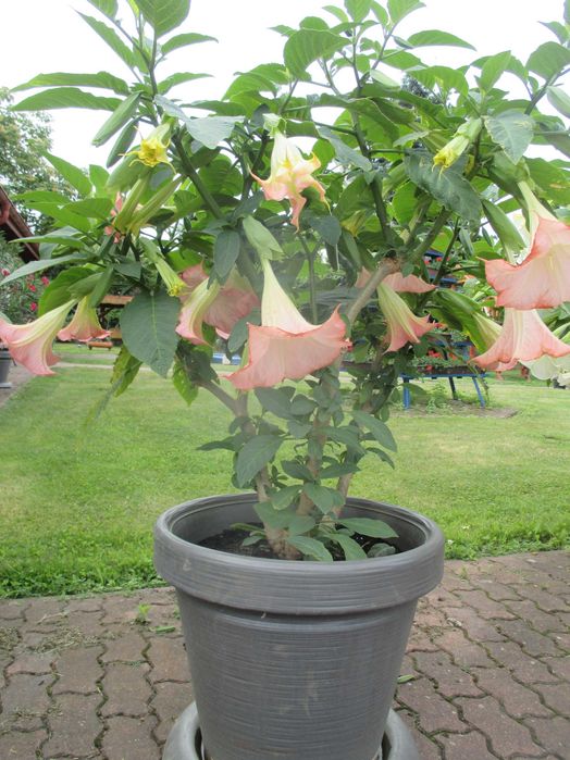 datury takie jak na zdjęciu duże