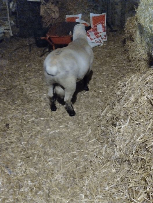 Malato com 75% suffolk e 25% ile de france.