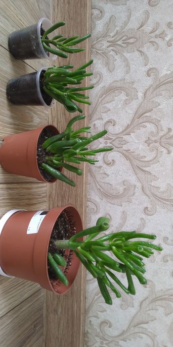 Крассула,грошове дерево,портулакарія