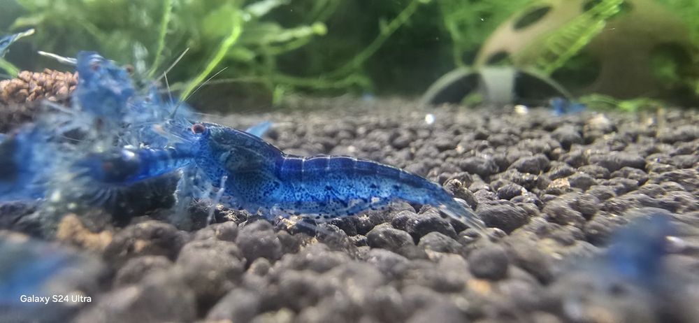 Krewetki Aura Blue 10szt