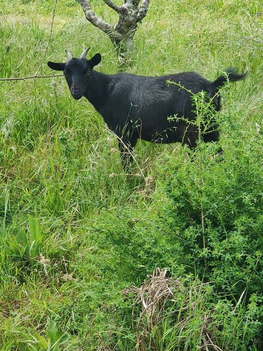 Bode, cabrito é   cabra anã  preto