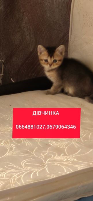 золота шиншила шотландські котята