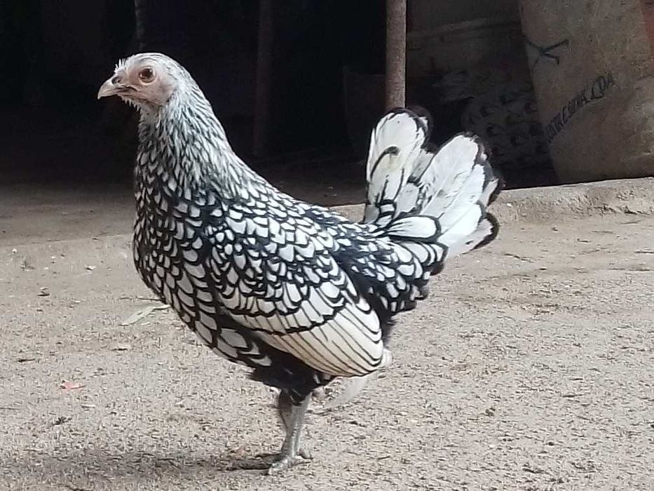 Casal sebright prata