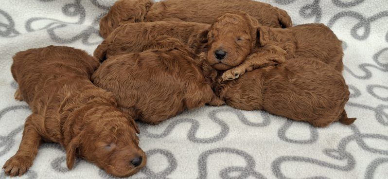 Pudel średni z dokumentami