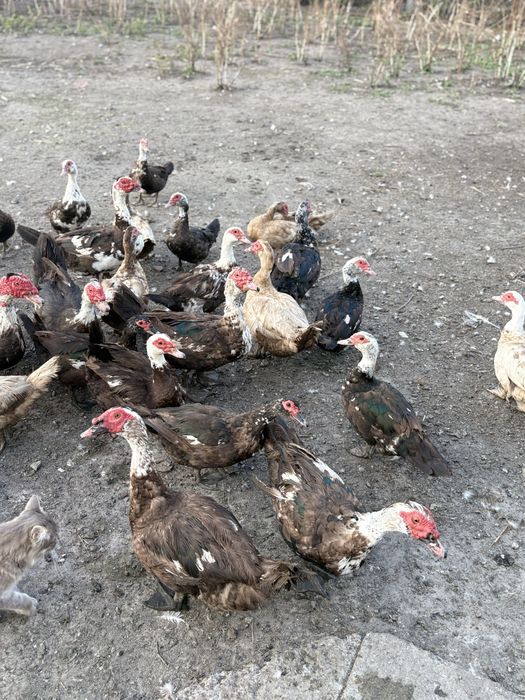 Індокачки 500 грн.