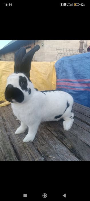 Sprzedam 1.0 olbrzym srokacz czarny