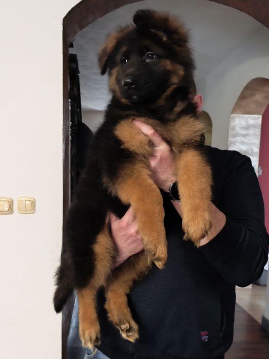 Owczarek niemiecki długowłosy SUCZKA gotowa do odbioru