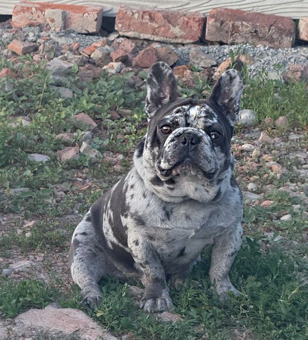 Французький бульдог шукає дівчинку