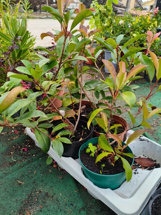 Photinia Red Robin - planta em vaso
