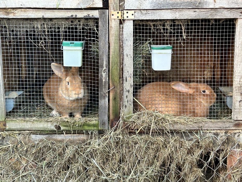Kroliki burgundzkie samiec samica z 25 roku