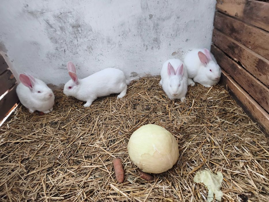 Sprzedam króliki
