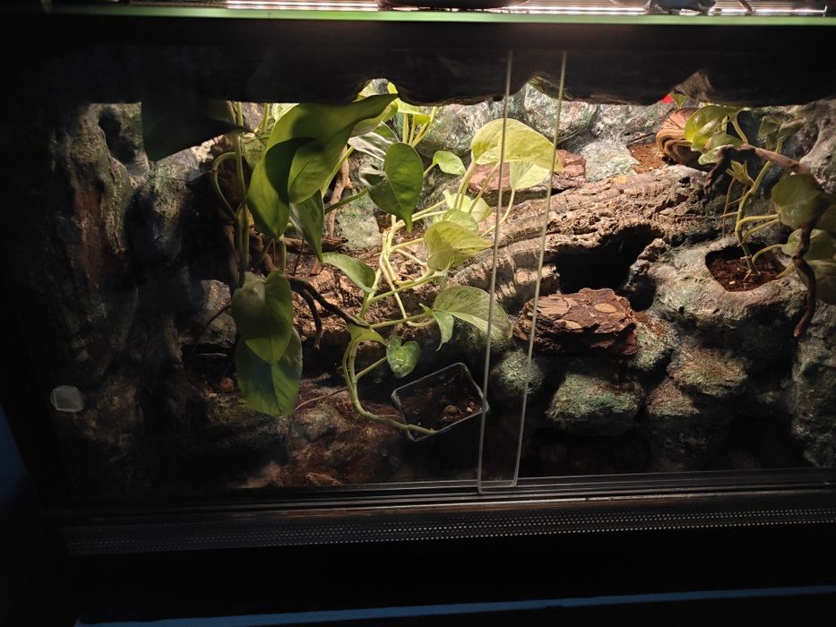Terrarium 60x40x40 gekon
