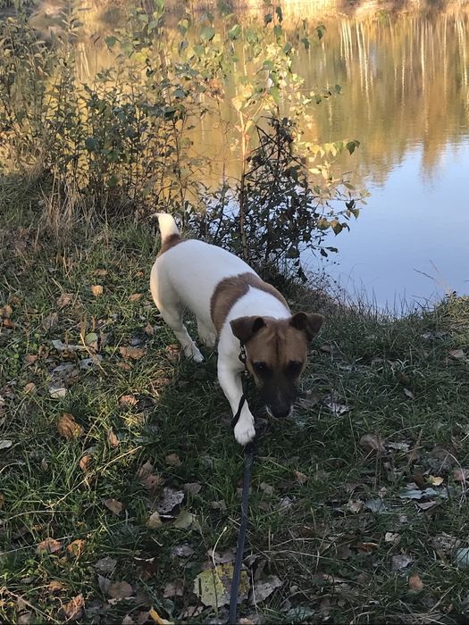 Вязка кобель Джек Рассел