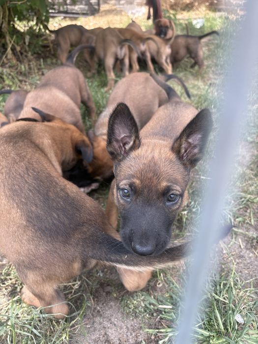 Owczarek Belgijski Malinois