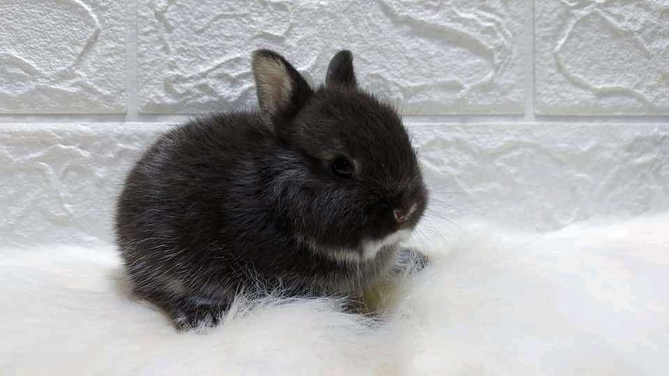 Coelhos anões teddy, mini hôlandes, Angorá, toy, KIT Completo