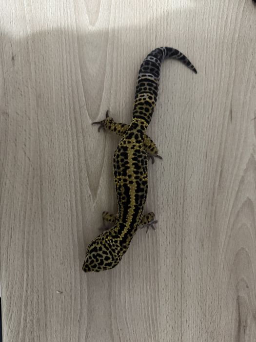 Gekon lamparci samiec Mack Snow Stripe