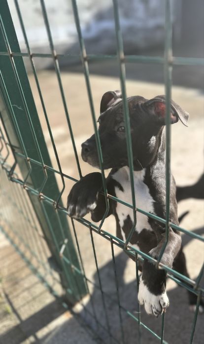 American staffordshire terrier