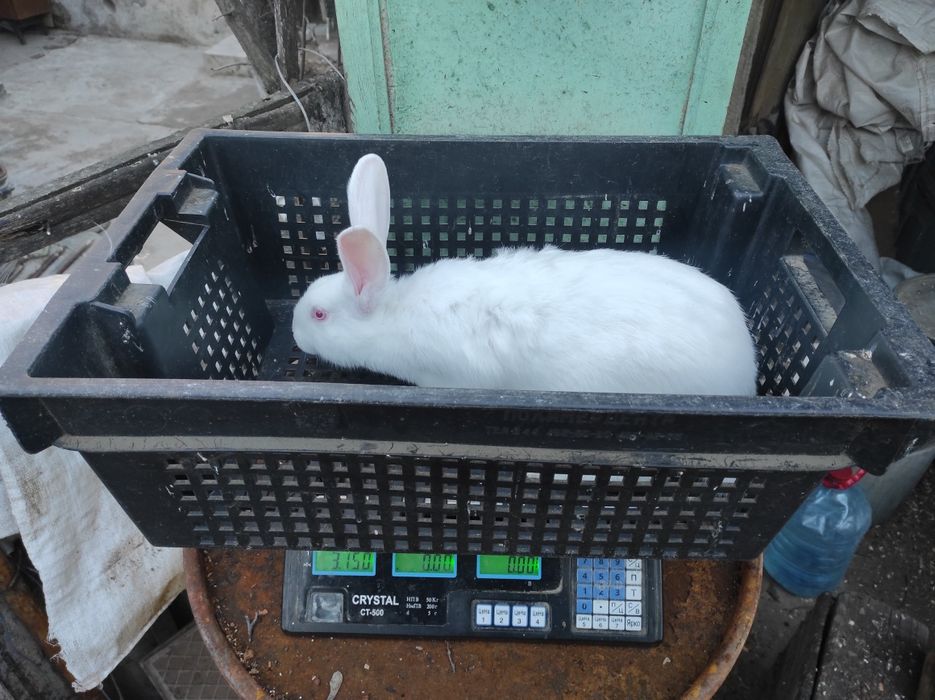Кролики погуляная самка