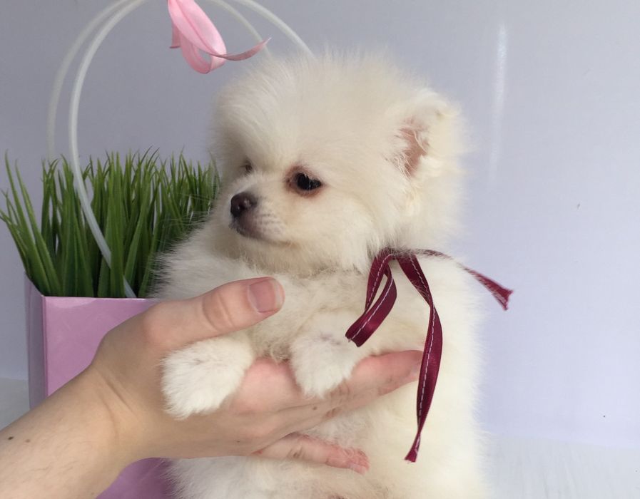 Прекрасні  Шпіци VIP  Хлопчики та Дівчатка