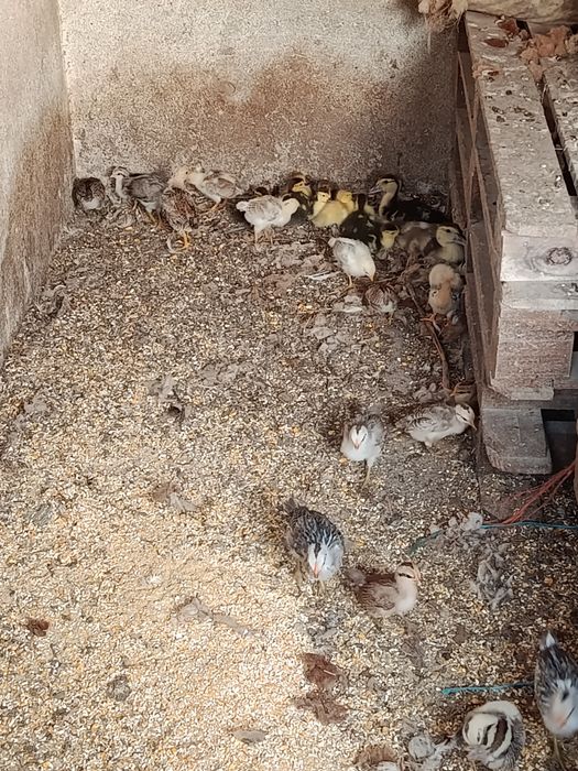 Patos mudos pequenos