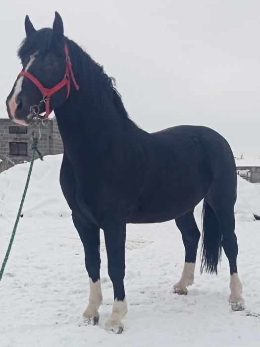 Ogier Śląski Atrox