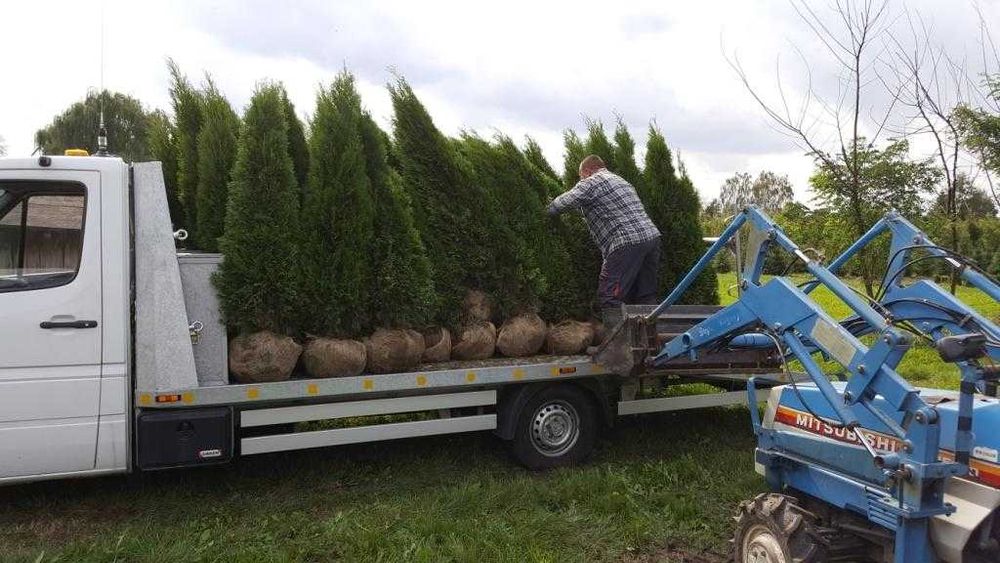TUJA SZMARAGD Thuja smaragd 350 cm kopane maszyna TRANsport