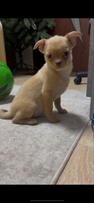 Хлопчик чіхуахуа