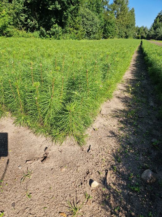 Sosna zwyczajna kopana z gruntu