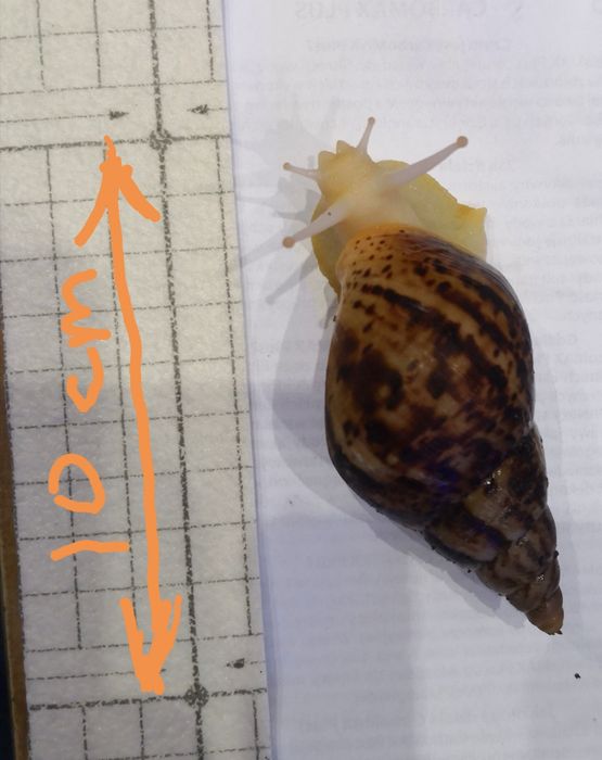 Lissachatina reticulata albino body ślimak afrykański 50 sztuk