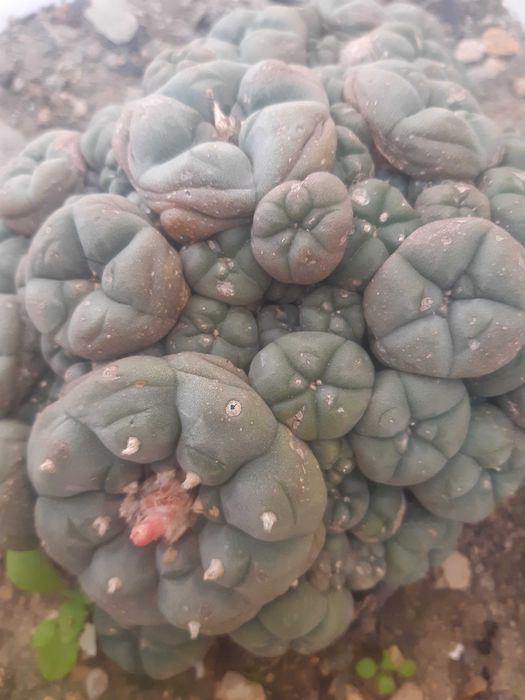 sementes peyote de 2024