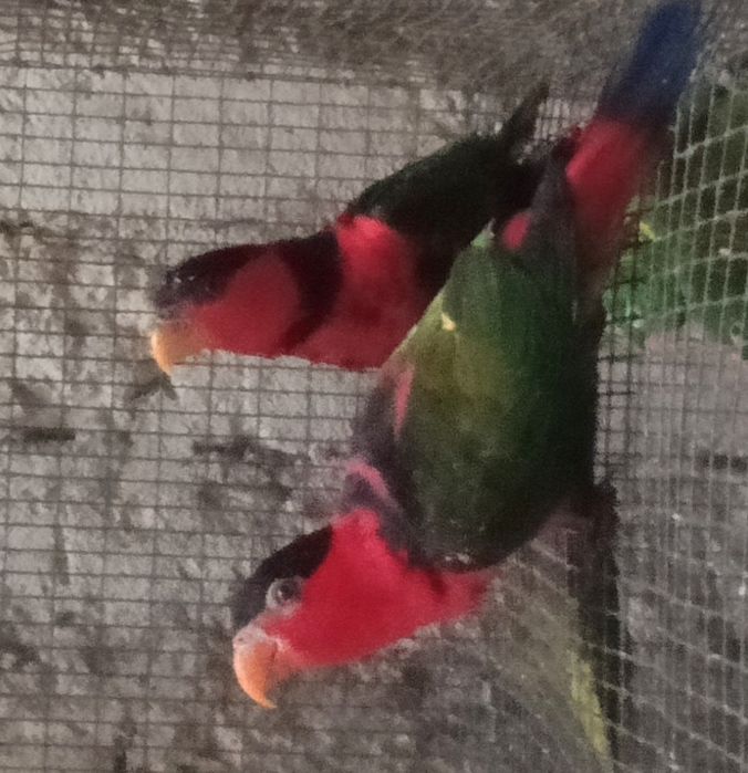 Aves em excelente estado