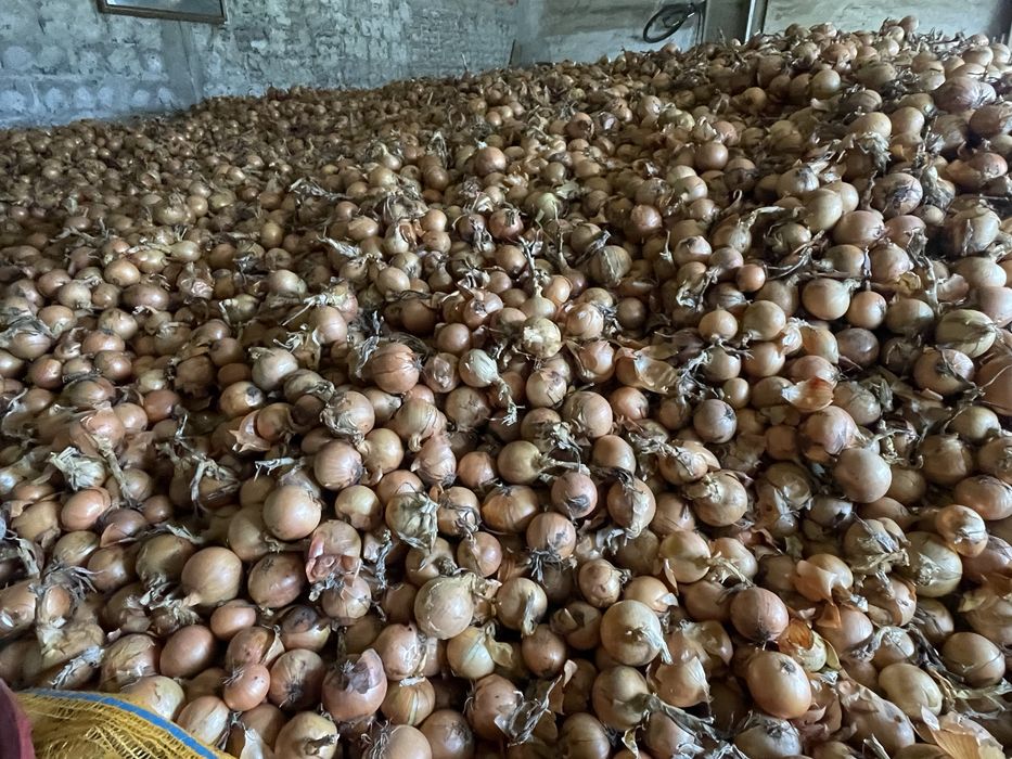 Cebula rijnsburger twarda mocna łuska