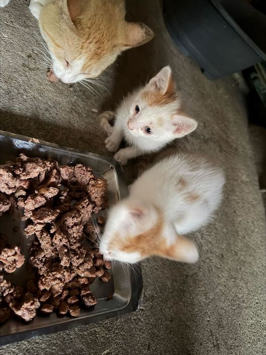 Gatinhos branco e laranja