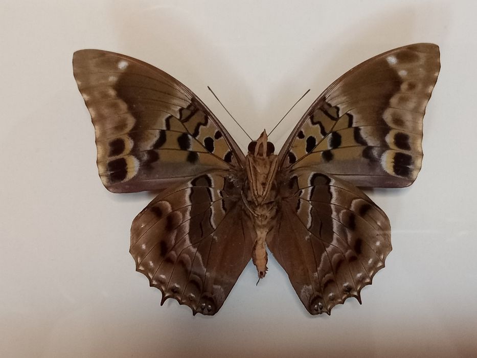 Motyl w ramce 17x22 cm . Charakses numenes .