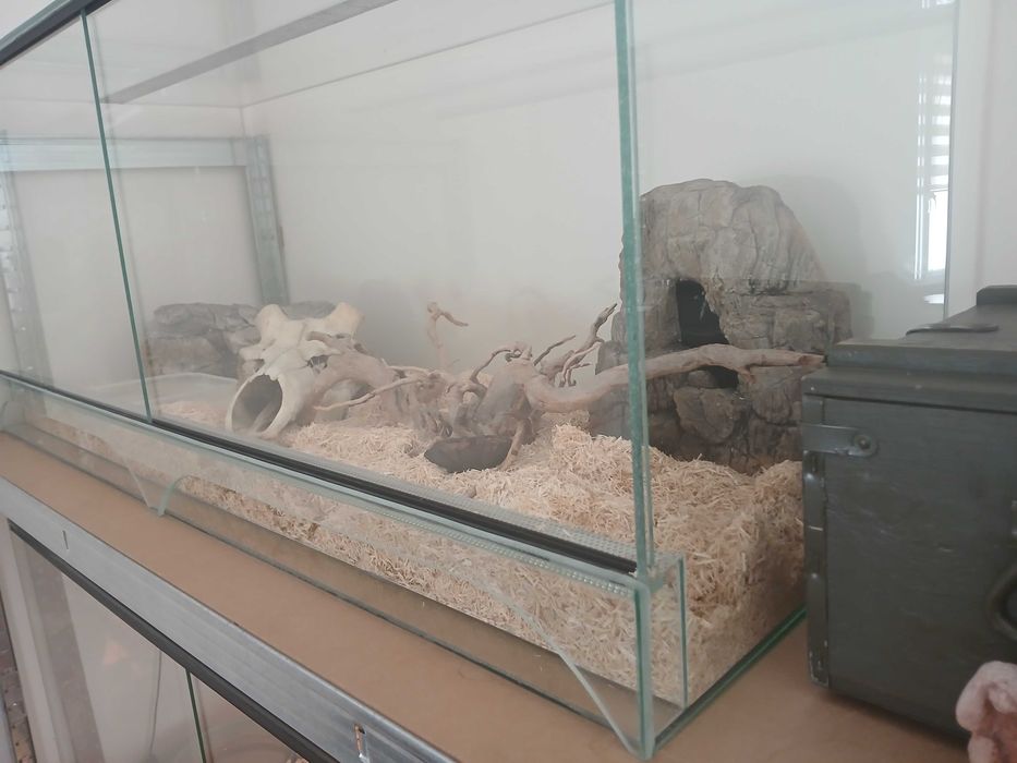 Sprzedam węża zbożowego (tessera)