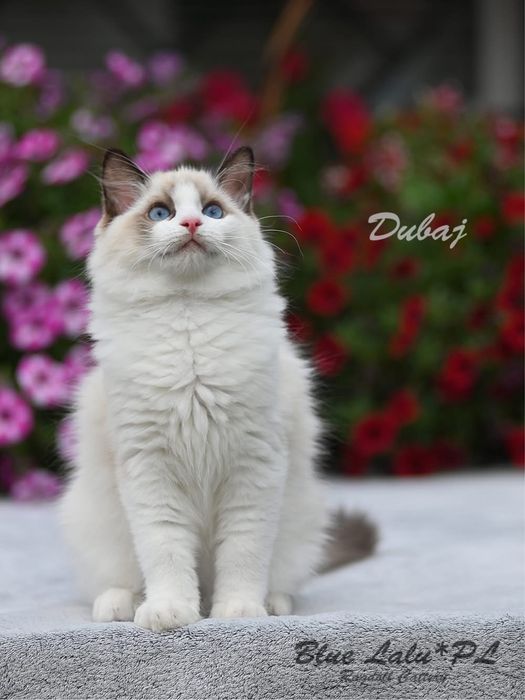 Ragdoll-kocurek z legalnej hodowli(możliwa opcja hodowlana)